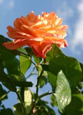 Rose-orange.jpg